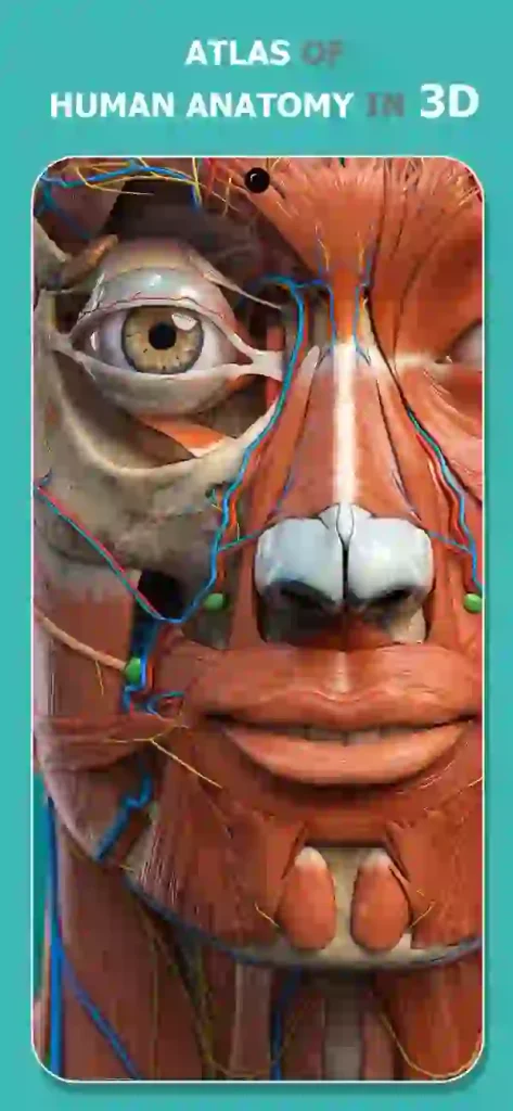 Anatomy Learning 3D Anatomy IPA