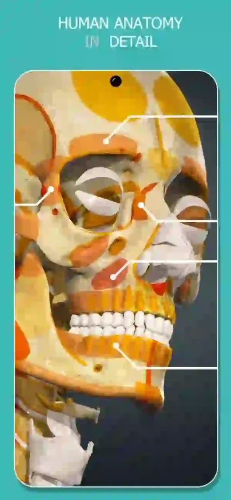 Anatomy Learning 3D Anatomy IPA For IOS