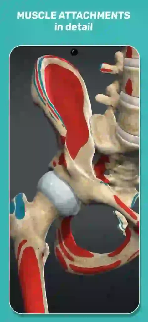 Anatomy Learning 3D Anatomy IPAD